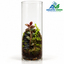Mossy Cliff – Tropical Forest Glass Cylinder Terrarium