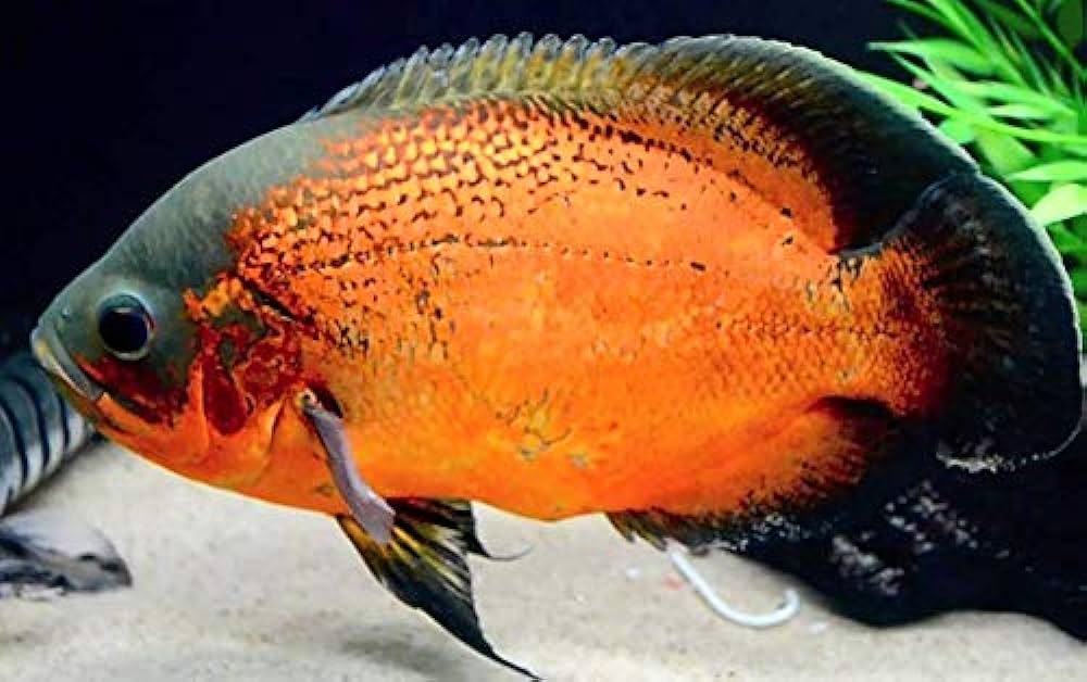 OSCAR FISH BIG
