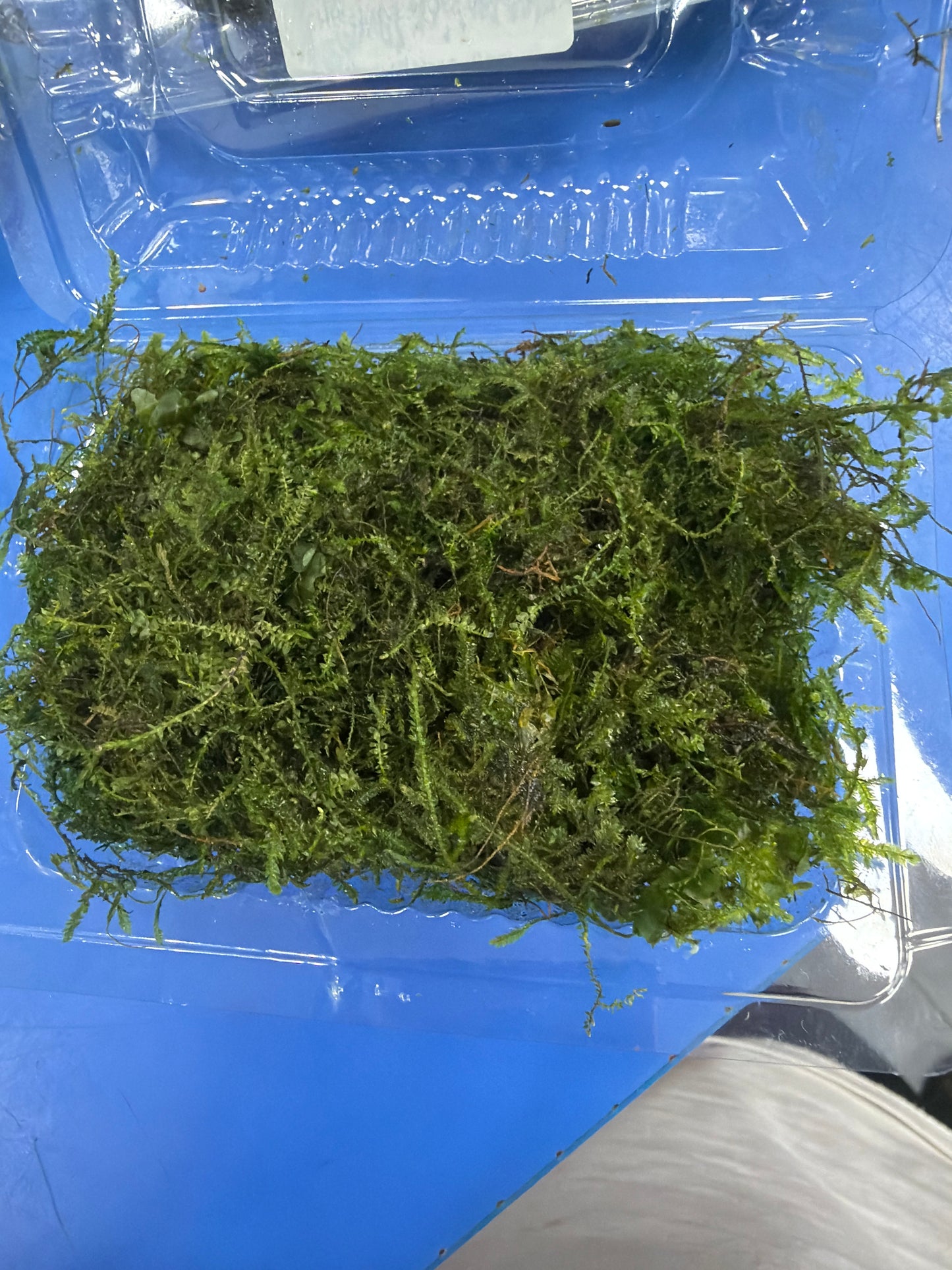 Fresh Christmas Moss in Box 9cmx6cm