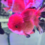RED AND BLACK ORANDA