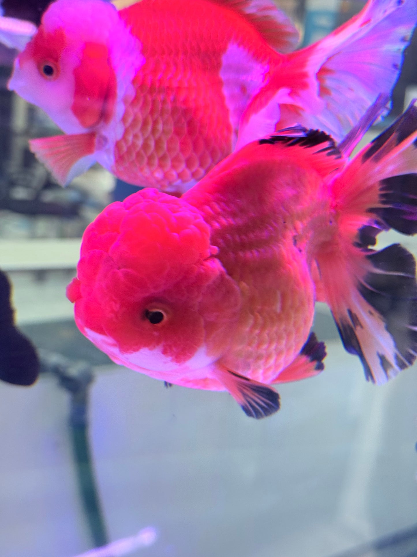 RED AND BLACK ORANDA