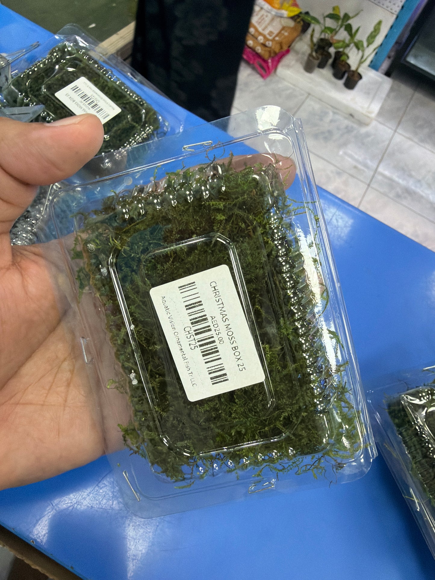 Fresh Christmas Moss in Box 9cmx6cm