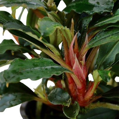 Bucephalandra sp. 'Red' on Soil Ball