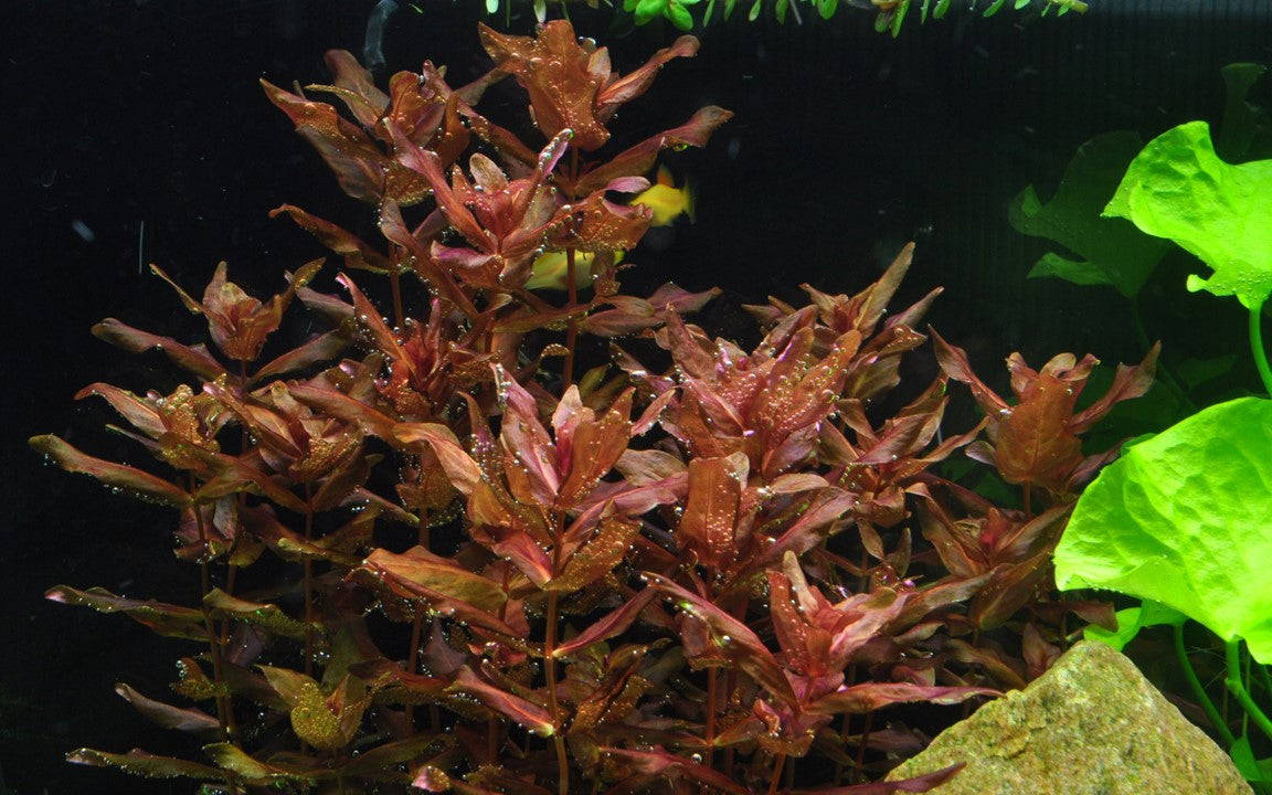 TROPICA ROTALA MACRANDRA
