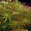 Pogostemon Stellatus Pot Plant