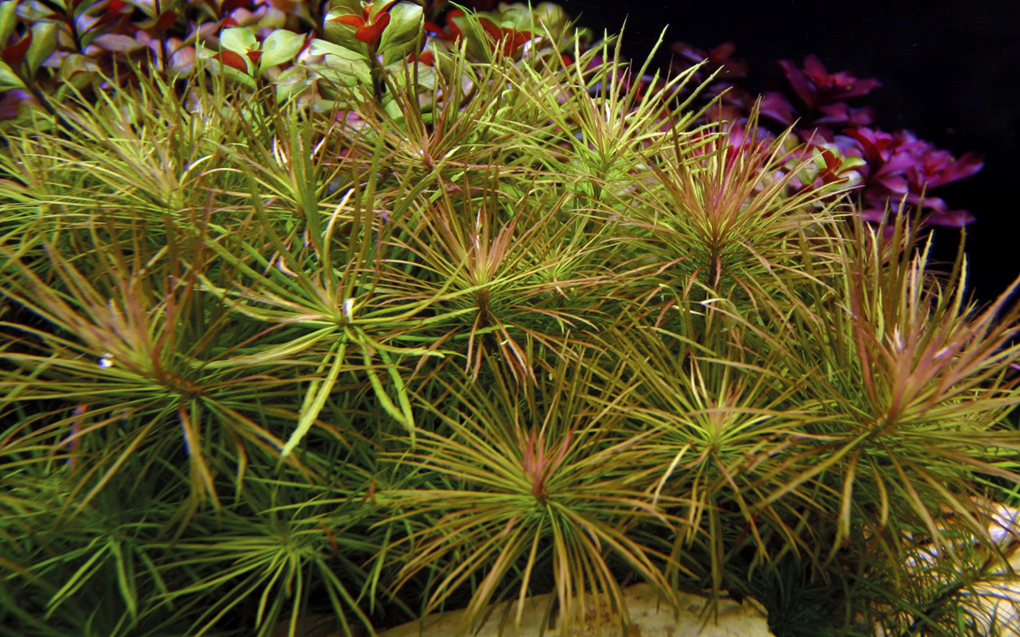 Pogostemon Stellatus Pot Plant