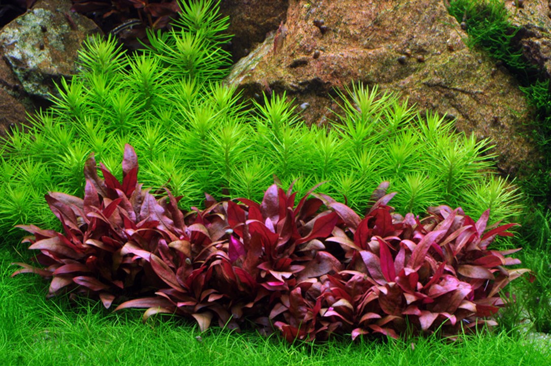 TROPICA POGOSTEMON DECCANENSIS