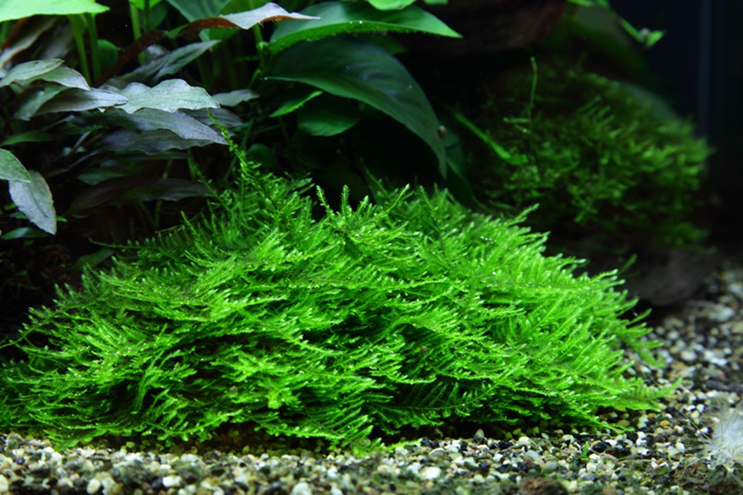 TROPICA TAXIPHYLLUM SPIKY MOSS