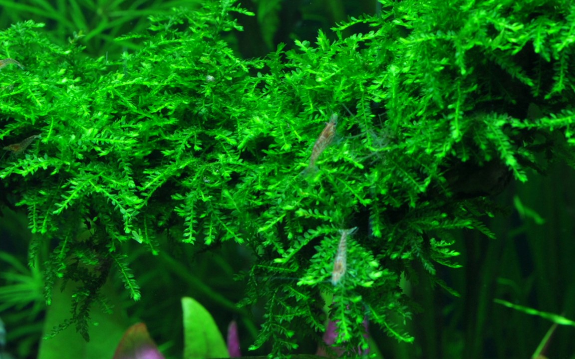 TROPICA VESICULARIA FERRIEI 'WEEPING MOSS'
