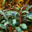 TROPICA BUCEPHALANDRA KEDAGANG