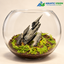 Slate Mountain – 8 - Natural Rock Garden Glass Bowl Terrarium