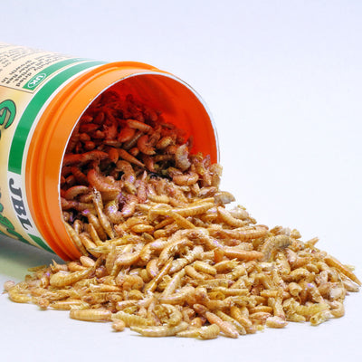 جي بي ال جاماروس للسلاحف