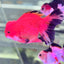 RED AND BLACK ORANDA