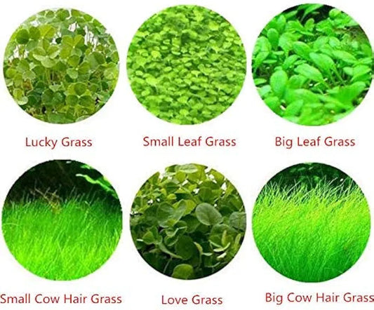 PLANT SEED PACKET