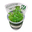 Growow Staurogyne Repens