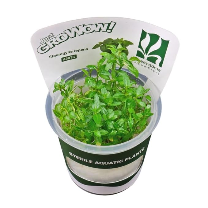 Growow Staurogyne Repens