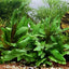 Cryptocoryne wendtii 'Green