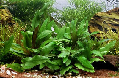 Cryptocoryne wendtii 'Green