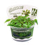 Cryptocoryne wendtii 'Green