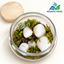 White Stone Oasis – Natural Moss Jar Terrarium with Wooden Lid