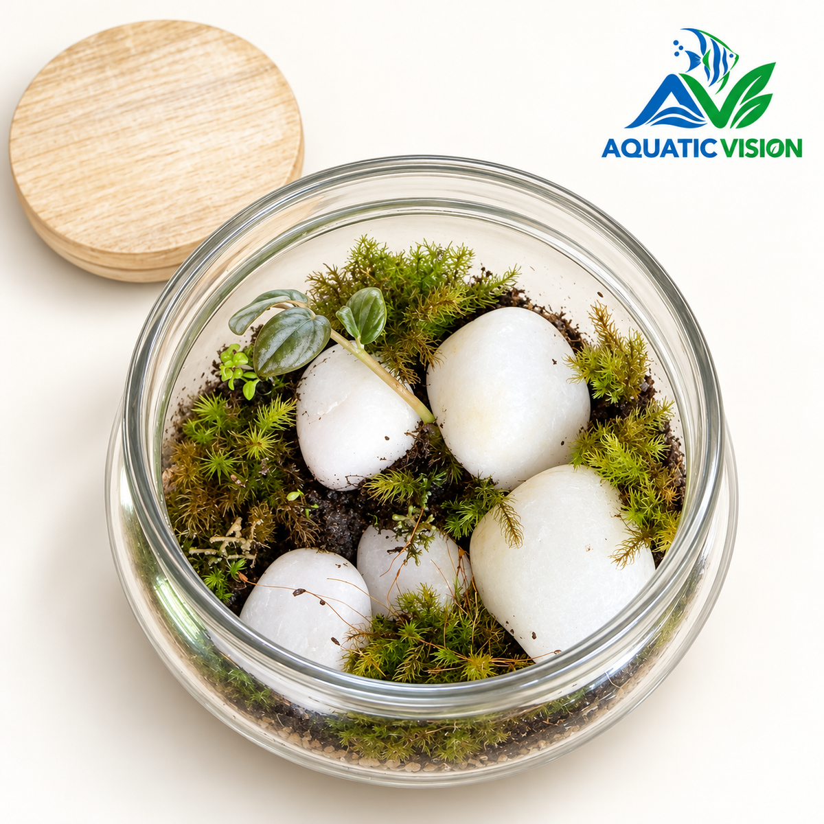 White Stone Oasis – Natural Moss Jar Terrarium with Wooden Lid