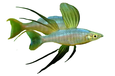 Threadfin Rainbow Fish