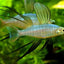 THREADFIN RAINBOW FISH