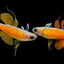 Red Neon Blue Eye Rainbow Fish 2-3cm