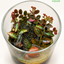 Ruby Mosaic Glass Terrarium