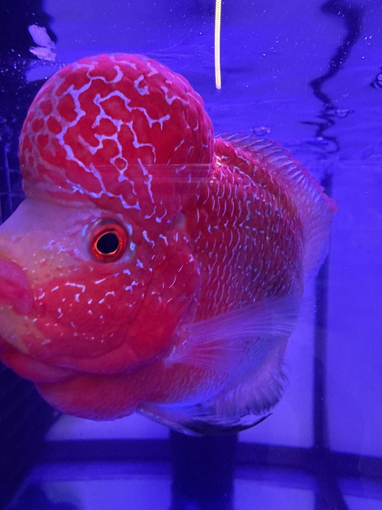 Red Head Flower Horn