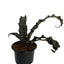 Zebra Plant