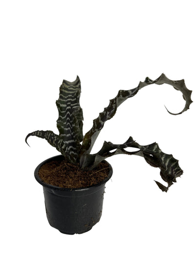 Zebra Plant