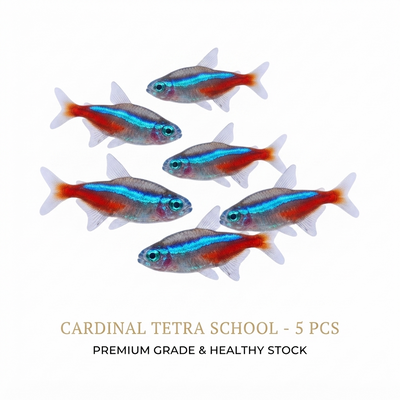 Cardinal Tetra 5PCS Combo Deal