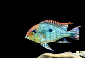 GEOPHAGUS RED HEAD 9-10cm