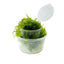 Pelia Moss