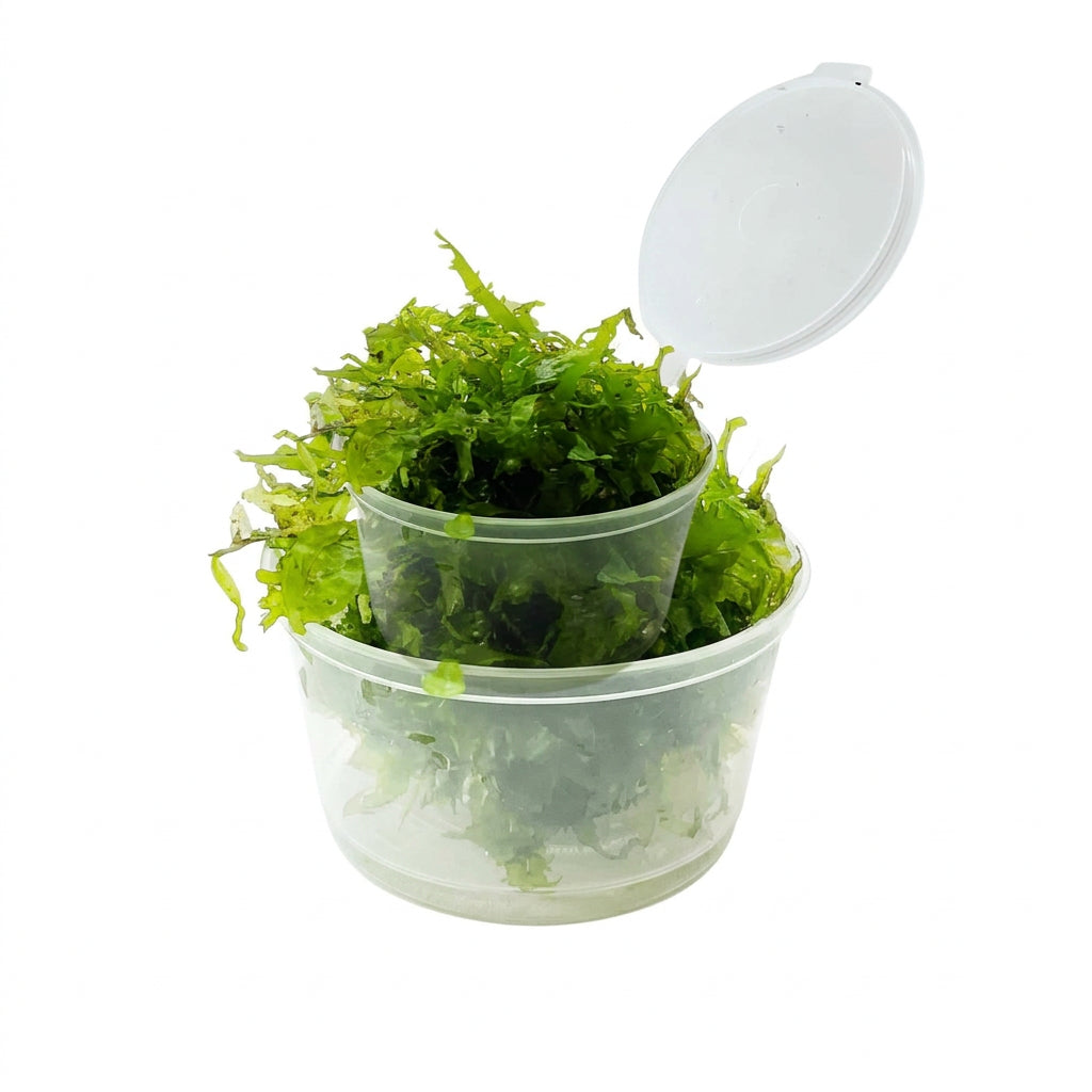 Pelia Moss