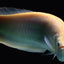 Albino Silver Arowana