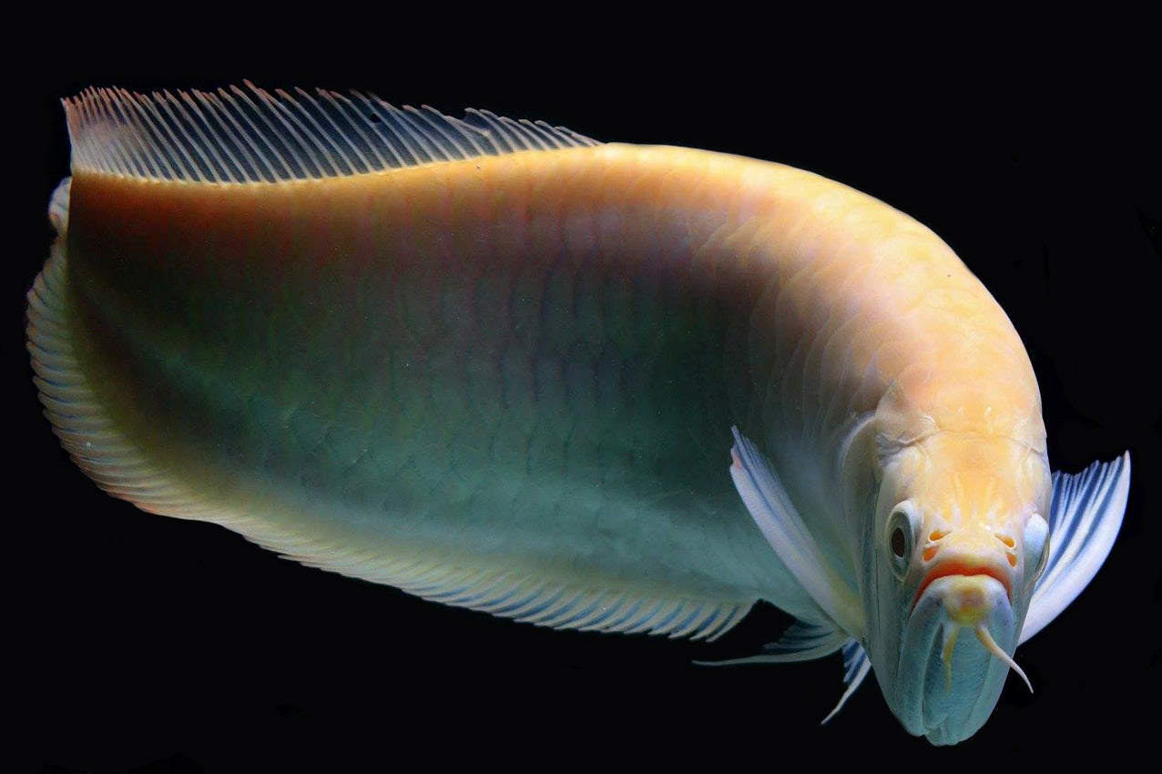 Albino Silver Arowana