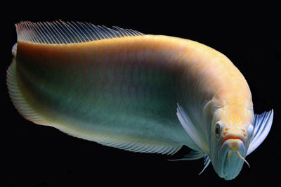 Albino Silver Arowana