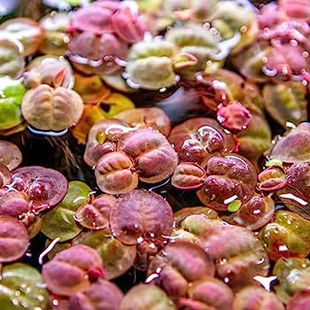 PHYLLANTHUS FLUITANS RED FLOATING PLANT