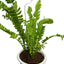 Boston Fern Plant (Terrarium)