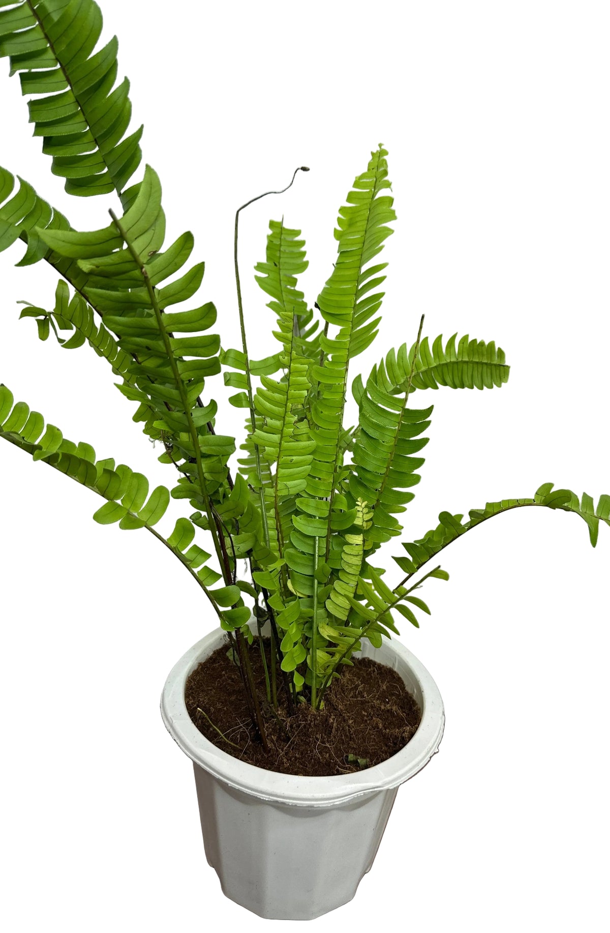 Boston Fern Plant (Terrarium)
