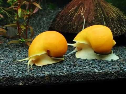 APPLE SNAIL