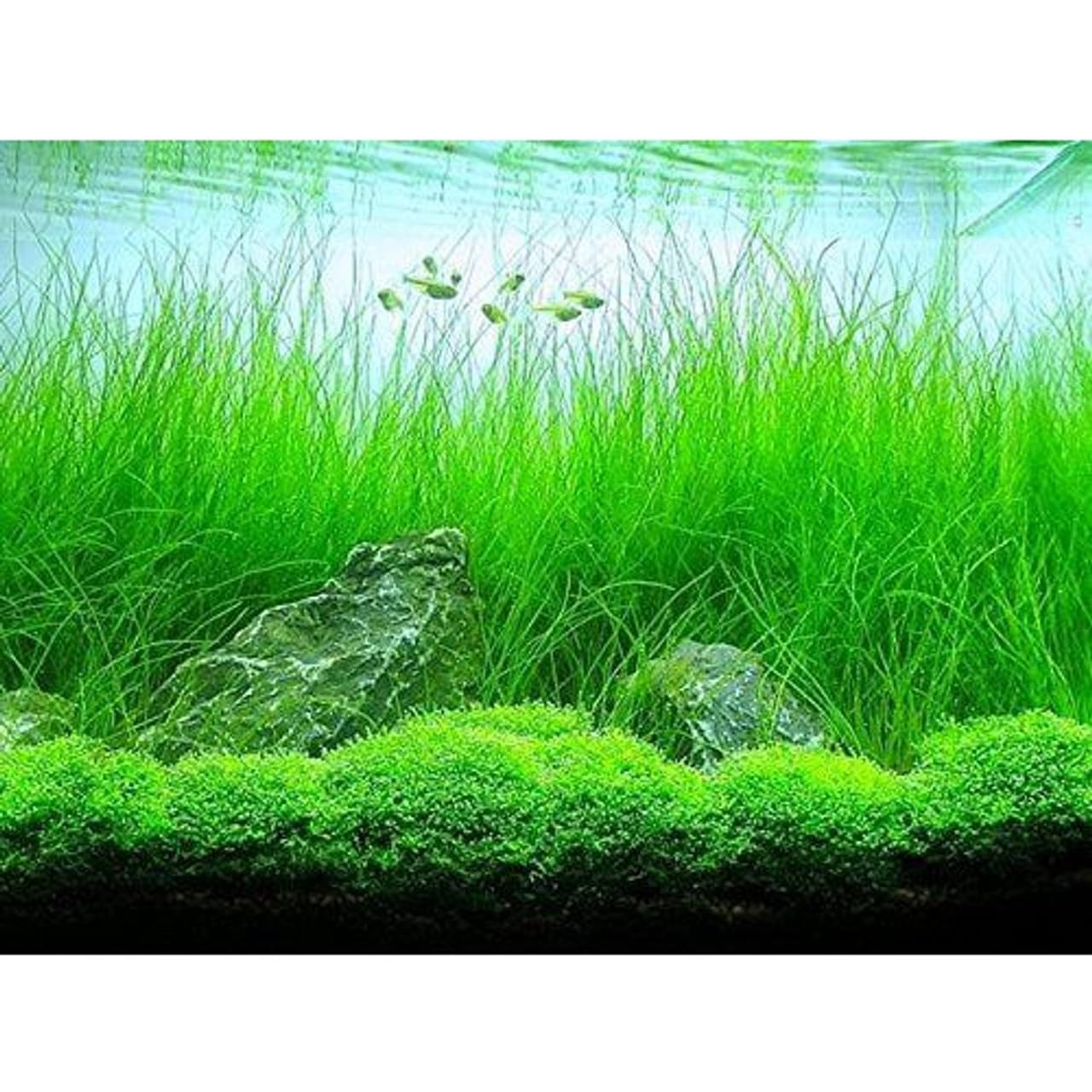 Growow Eleocharis Vivipara