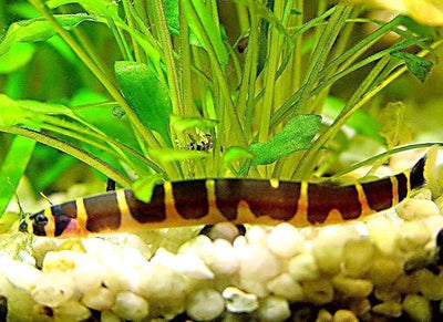 Kuhli Loach