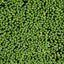 Duckweed Floating Plant