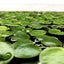 Frogbit Floating Plants