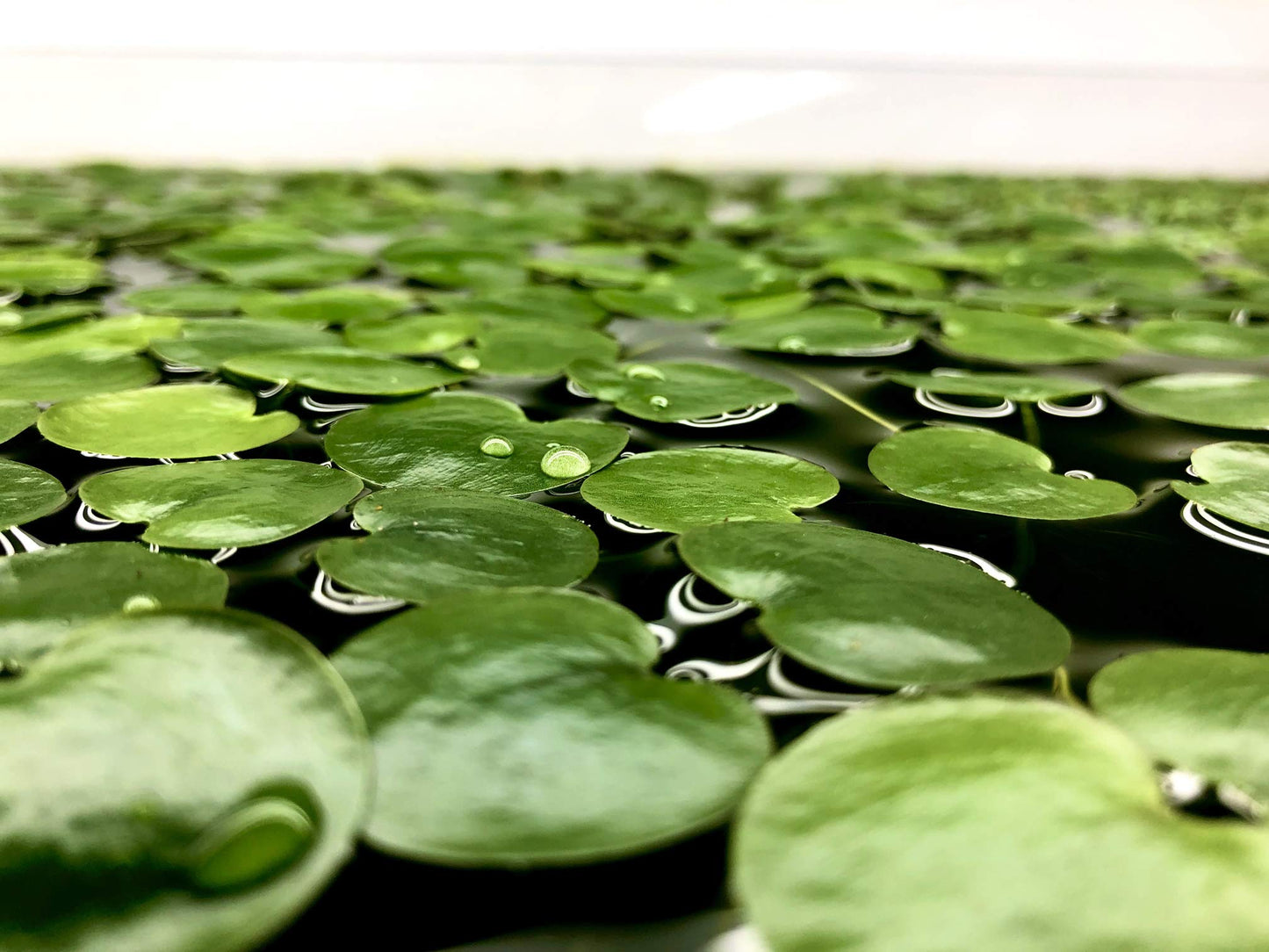 Frogbit Floating Plants