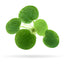 Frogbit Floating Plants
