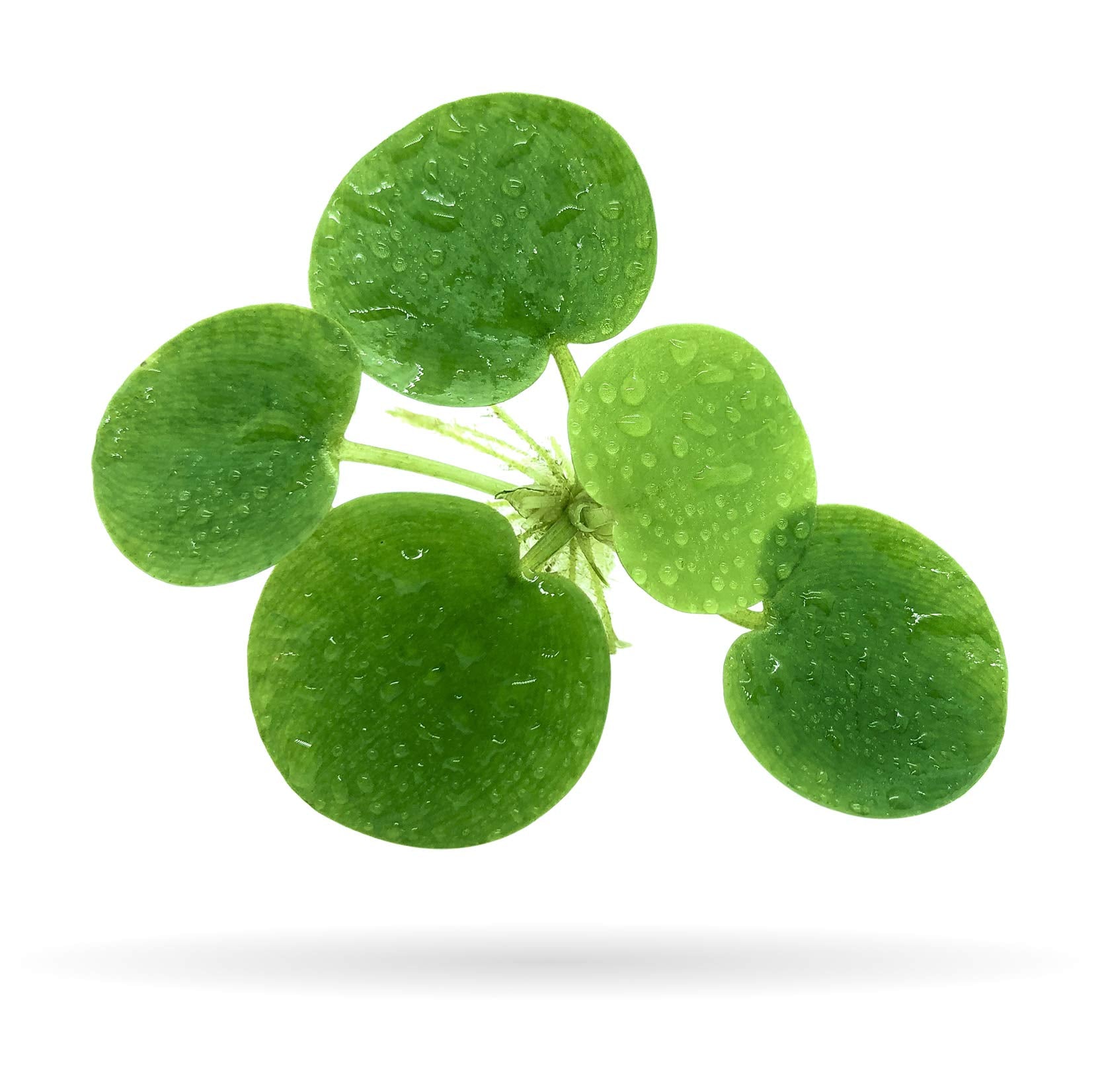 Frogbit Floating Plants (limnobium) – Aquatic Vision Aquarium